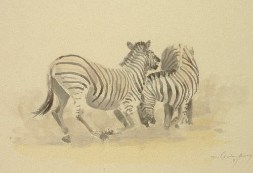 Bild Kämpfende Zebras von Uli Aschenborn
